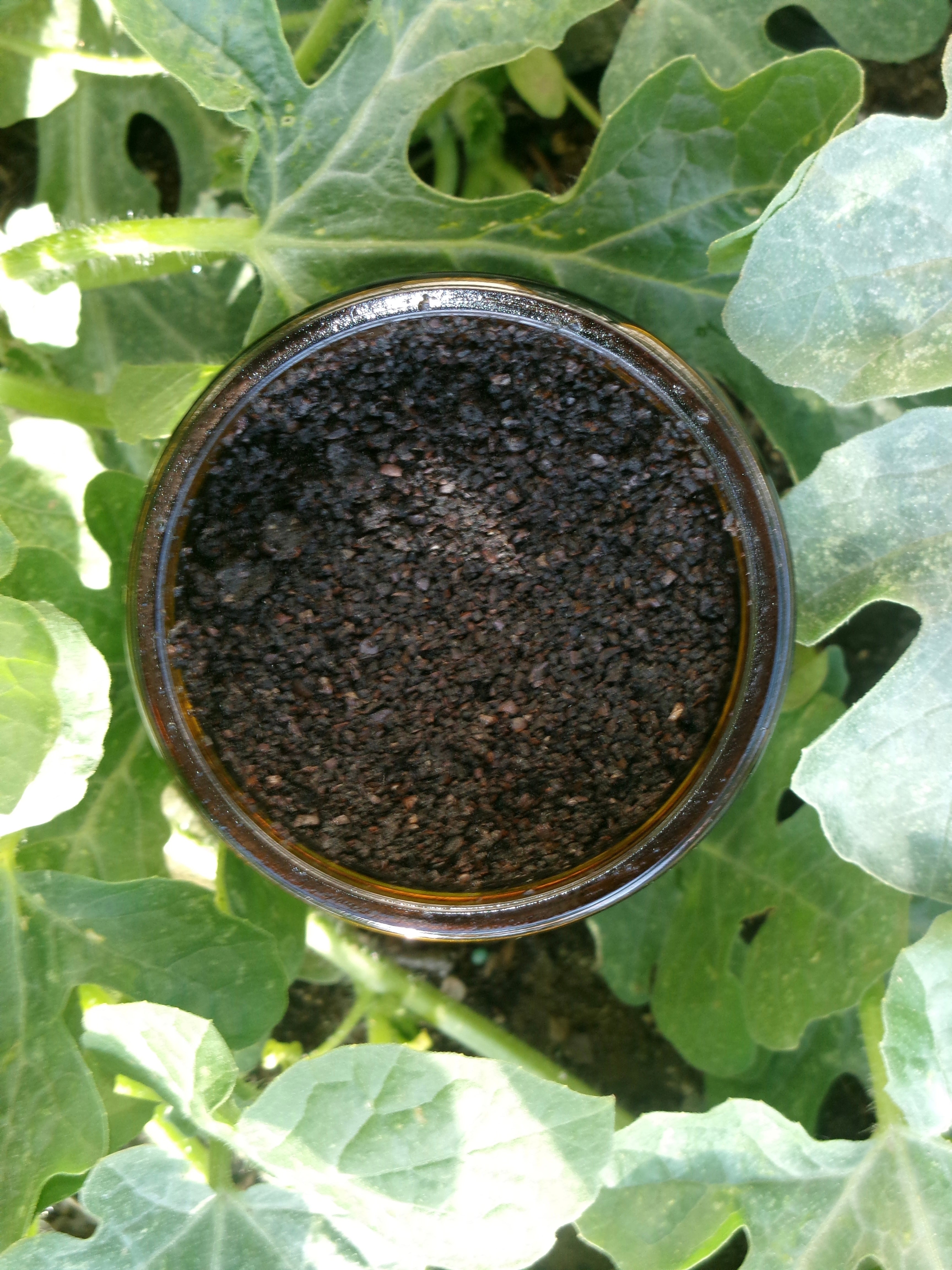 Organic Coffee Scrub + Peppermint